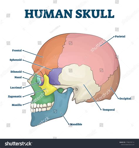 Human Skull Diagram Photos and Images | Shutterstock