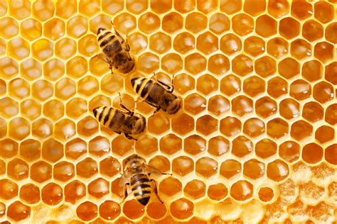 Here's all the buzz about honeybees | Live Science