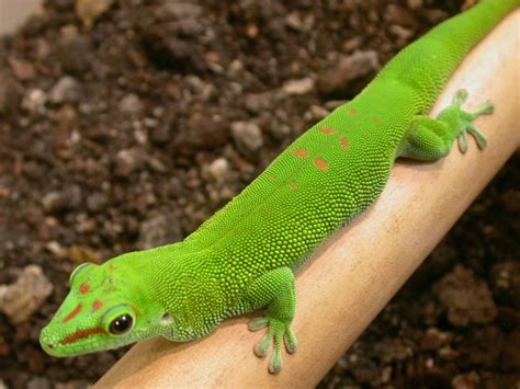 Madagascar Giant Day Gecko | Reptile & Amphibian Discovery Zoo