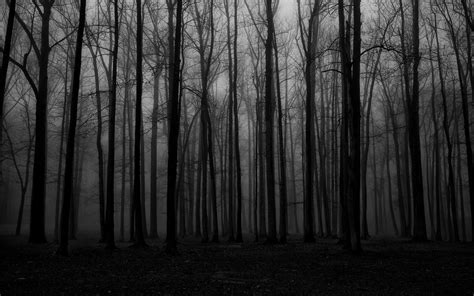 Black And White Spooky Forest