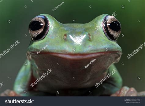 Dumpy Frog Closeup Face Animal Closeup Stock Photo 1364529950 ...