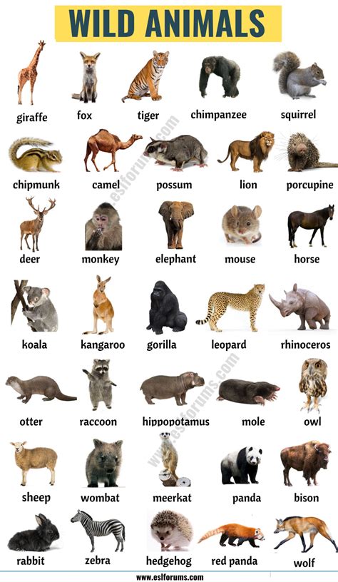 List of Animals: A Big Lesson of Animal Names with the Pictures! - ESL ...