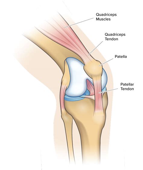 Your Patellofemoral Knee Joint Explained - Spring Loaded Technology