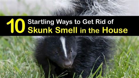 10 Startling Ways to Get Rid of Skunk Smell in the House