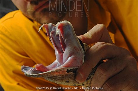 Minden Pictures - Gaboon Viper (Bitis gabonica rhinoceros) handled by ...