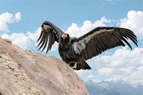 California Condor Wingspan: How Big It Is & How It Compares to Other ...