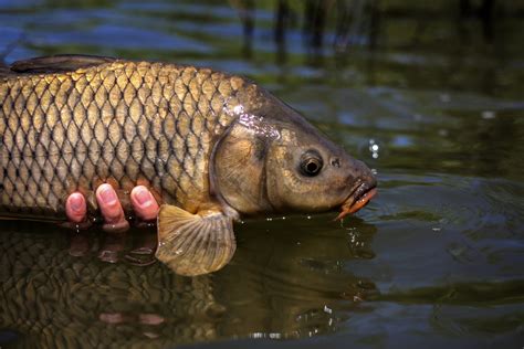 COMMON CARP — American Carp Society