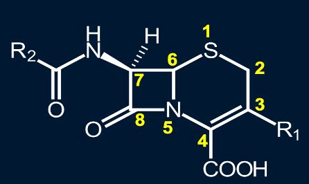 Cephalosporins Flashcards | Quizlet