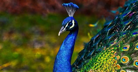 Peacock - A-Z Animals