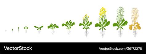 Rapeseed oilseed rape plant growth stages Vector Image