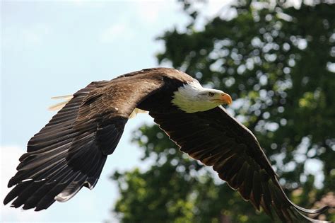 Bald Eagle Wingspan: How Big It Is & How It Compares to Other Birds ...