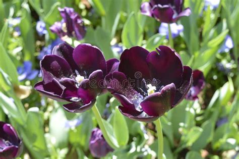 Purple dark tulips. stock photo. Image of botanical - 116270198