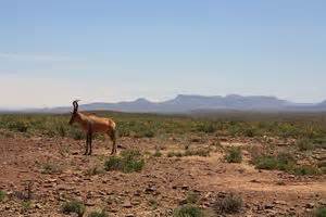 Karoo National Park - Wikitravel