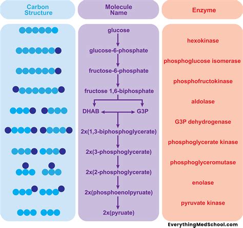 Glycolysis All Steps With Diagram Enzymes Products