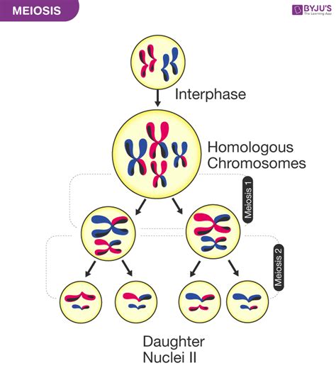 9 Stages Of Meiosis