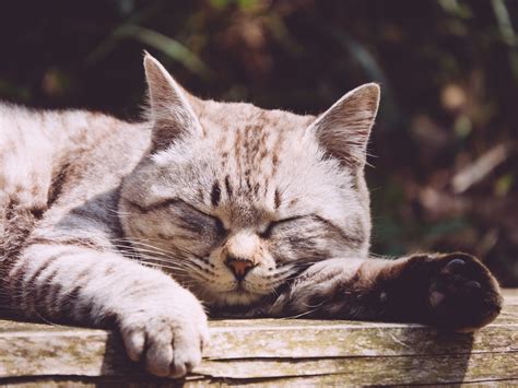 Tashirojima (Cat Island) - GaijinPot Travel