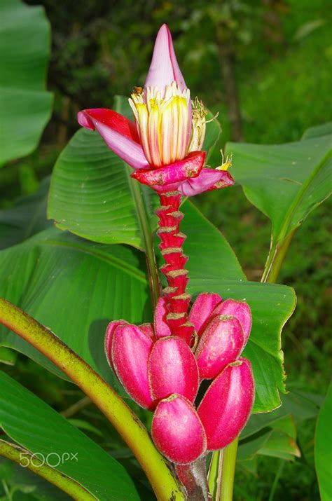 Wild banana plant | Banana plants, Fruit flowers, Plants