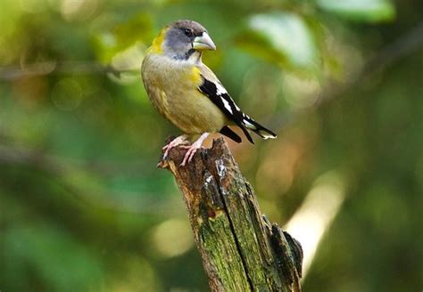 Evening Grosbeak Female | The Grosbeaks are still visiting. … | Flickr