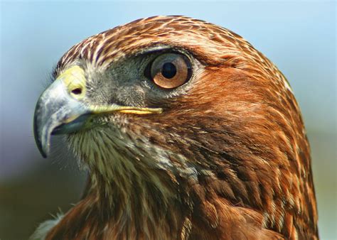 5 Red-Tailed Hawk HD Wallpapers | Background Images - Wallpaper Abyss