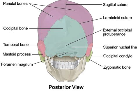 Skull Anatomy Diagram Labeled