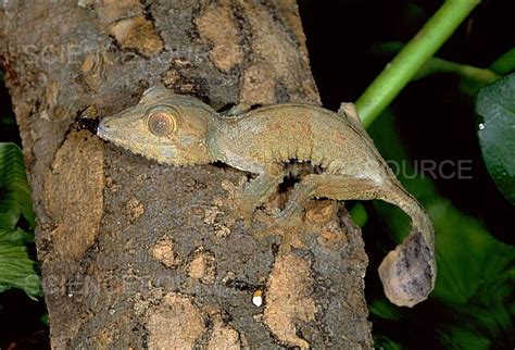 Photograph | Madagascar Leaf-tailed Gecko | Science Source Images