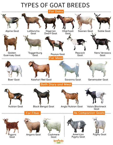 Goat Breeds Chart: Facts, Types, and Pictures