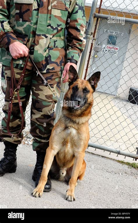 Belgian Malinois, military K-9 dog--Ft. Campbell, TN/KY Stock Photo - Alamy