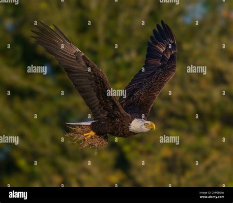 A Bald Eagle carrying nesting materials Stock Photo - Alamy