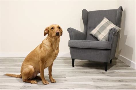 The pros and cons of LVT flooring for pet owners