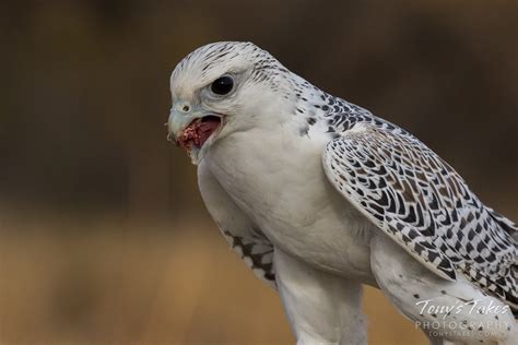 Gyrfalcon shows off its Arctic influenced colors | Tony's Takes Photography