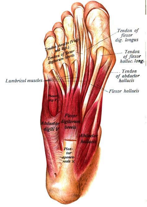 Abductor hallucis muscle - Wikipedia