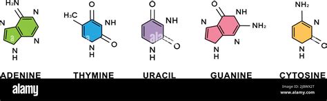 Ensemble de formules chimiques adénine, thymine, guanine, cytosine ...