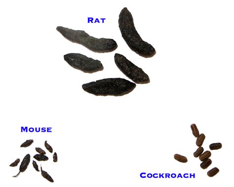 droppings | New York State IPM Program