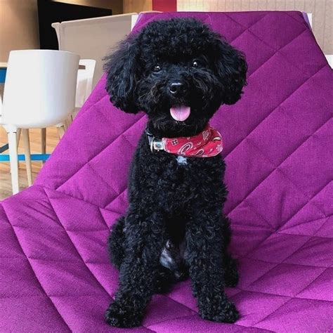 😍 poodle #dog #pet | Poodle haircut, Toy poodle haircut, Very cute dogs