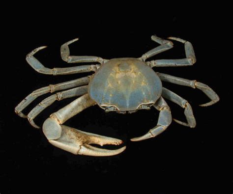 blue land crab (Cardisoma guanhumi) - Species Profile