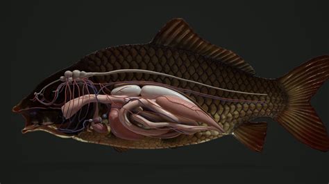 Sergey Egelsky - Carp Fish Anatomy