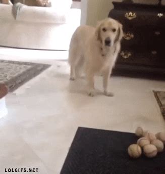 Dog Playing GIF - Find & Share on GIPHY