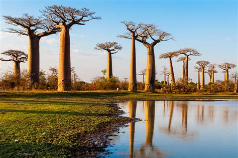 Iconic baobab trees are abruptly dying across Africa - Earth.com