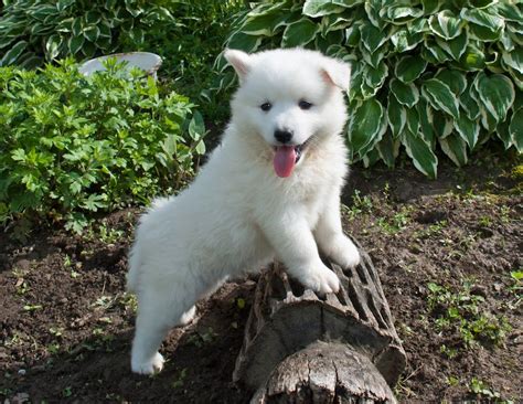 Huskimo (Siberian Husky & American Eskimo Mix): Info, Pictures, Care ...