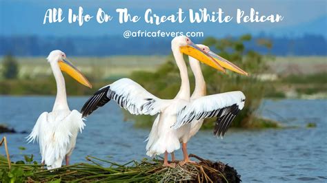 The Great White Pelican- Insights On The Wingspan And More - Sharing My ...