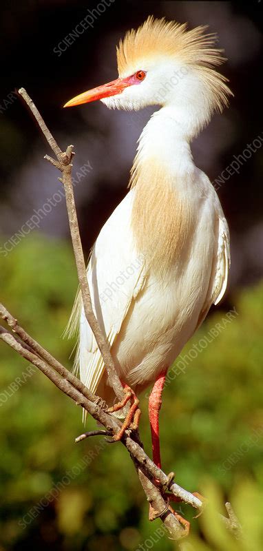 Cattle Egret adult in breeding plumage - Stock Image - Z820/0230 ...