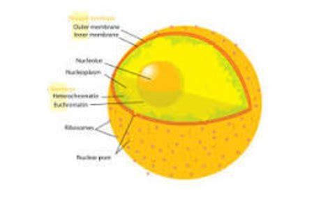 Nucleolus Is The GOAT! | elink