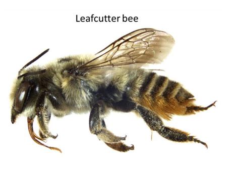 Leaf Cutter Bees | Backyard Farmer | Nebraska