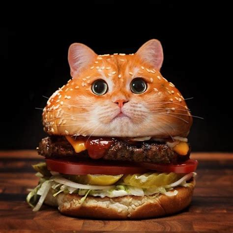 Cat Burger | Cats, Funny animal photos, Funny cats