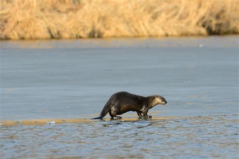 River otter trapping season starts November 15