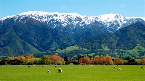 kaikoura-sheep-farm-Kiwiwise-new-zealand - Royal Adventures