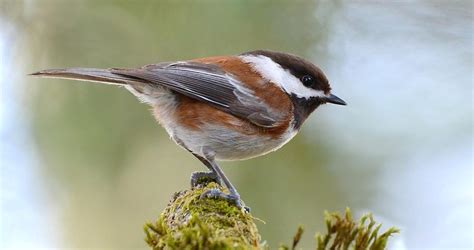 Chestnut-backed Chickadee Identification, All About Birds, Cornell Lab ...