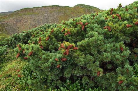 Siberian dwarf pine 22pcs gift seeds with love / Cedar dwarf | Etsy