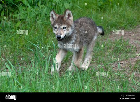 Eastern Timber Wolf Pups