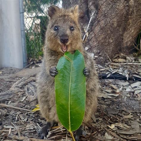 My buddy took this photo of a Quokka eating a leaf and im convinced its ...